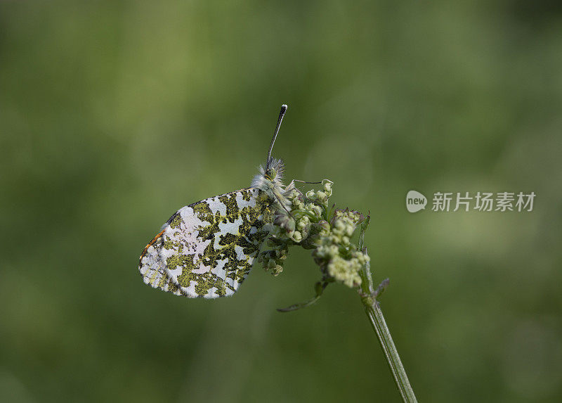 桔梗蝶(carcharis cardamines)